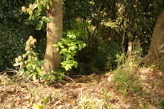 DSC01131