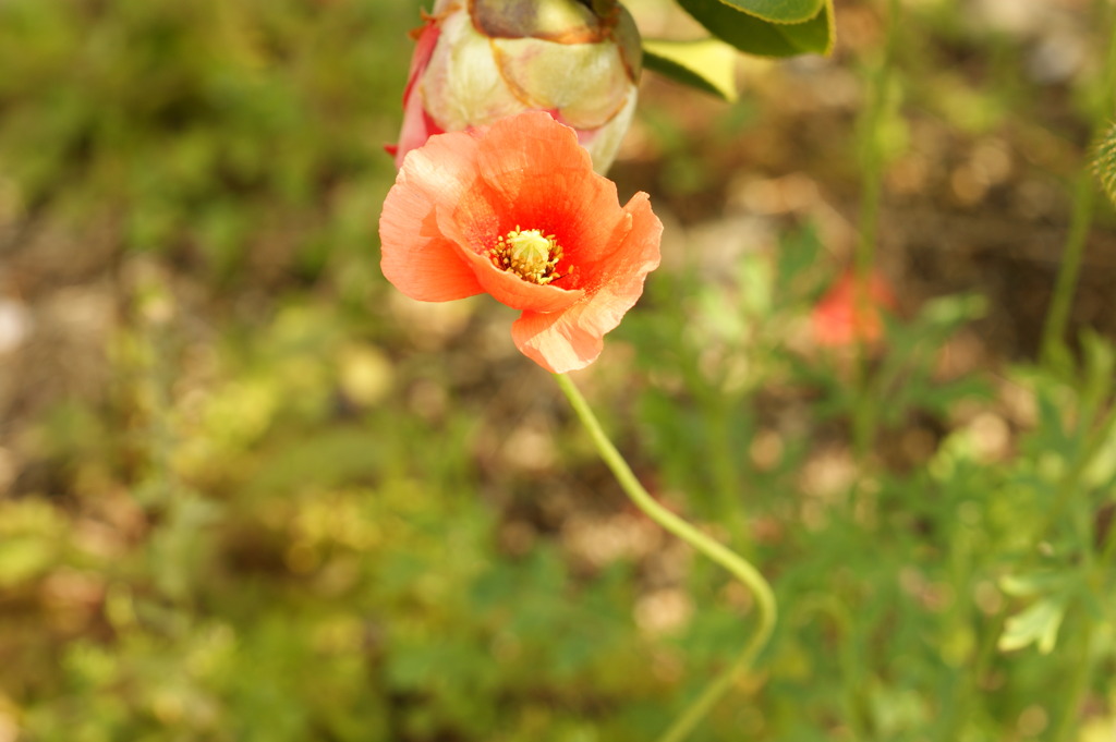 DSC00880