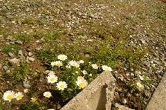 DSC01153