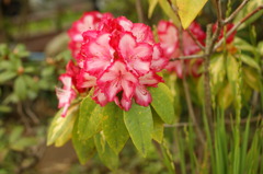 DSC00813