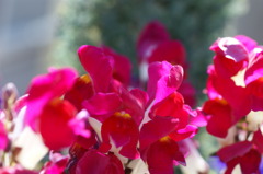 DSC00379