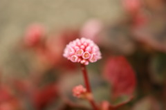DSC00474