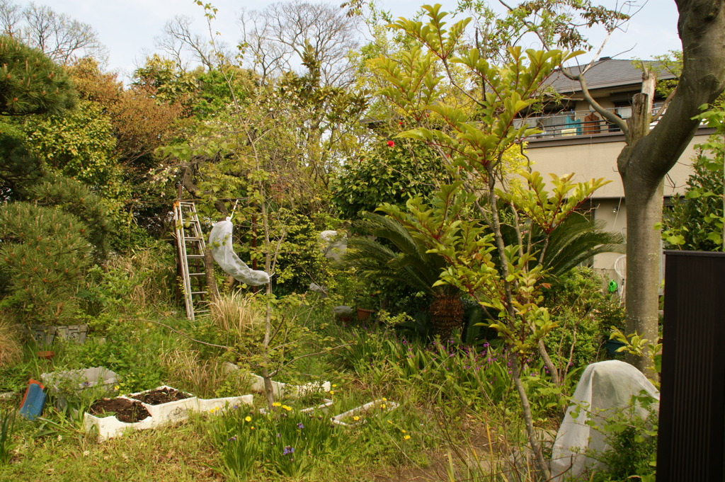 jungle