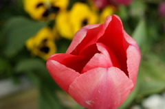 DSC00684