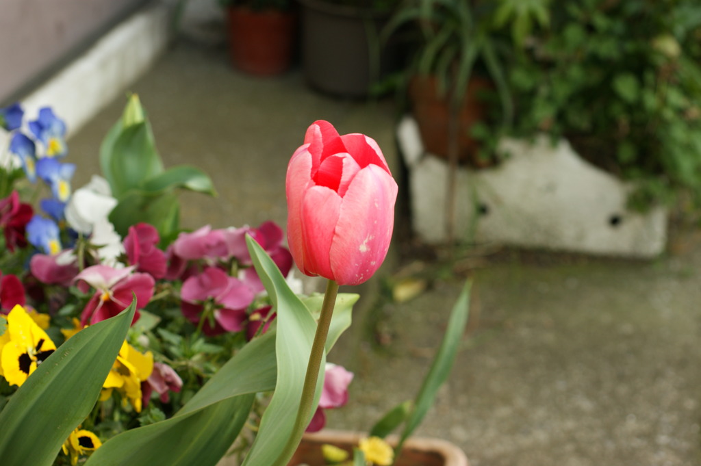 DSC00683