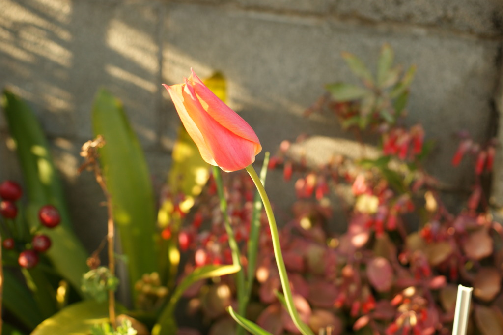 DSC00681