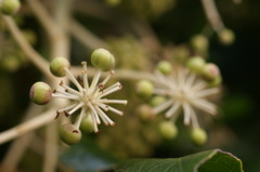 何の植物でしょう?
