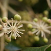 何の植物でしょう?