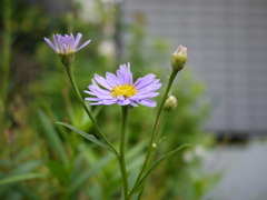 P1000787