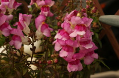 DSC00752