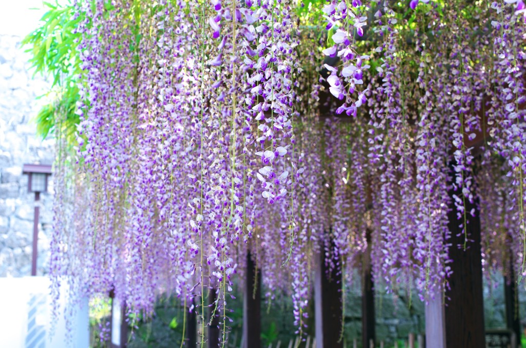 藤の花　樹齢１４０年　唐津城