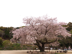 衣干百年桜