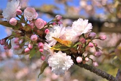 法光寺　八重桜