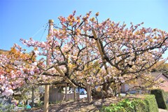 法光寺　八重桜