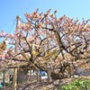 法光寺　八重桜