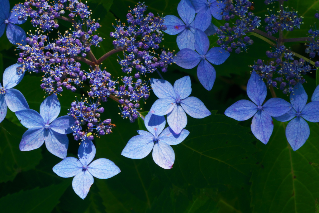 今年の紫陽花は早い