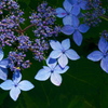 今年の紫陽花は早い