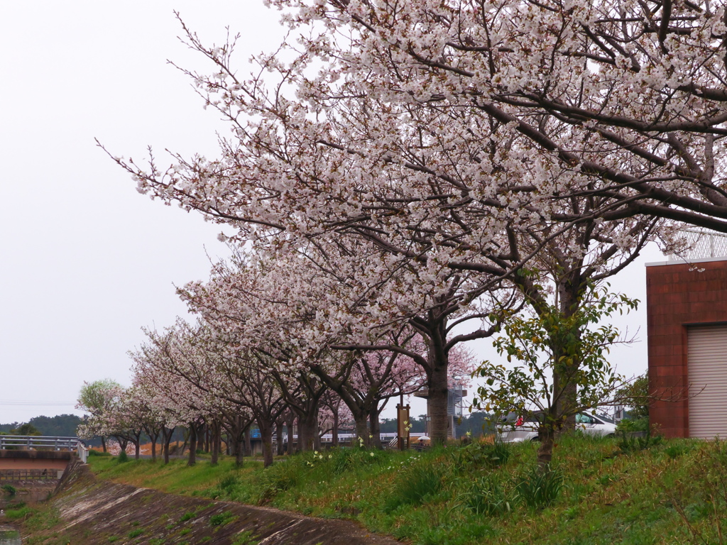 佐用姫岩の桜