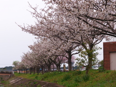 佐用姫岩の桜