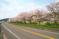 玉島川河口の桜並木