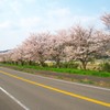 玉島川河口の桜並木