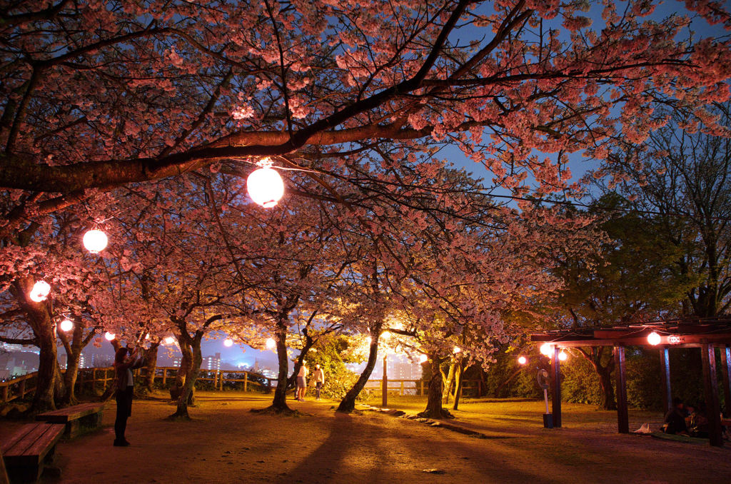舞鶴公園　夜桜