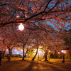 舞鶴公園　夜桜