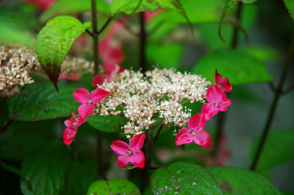 紅紫陽花