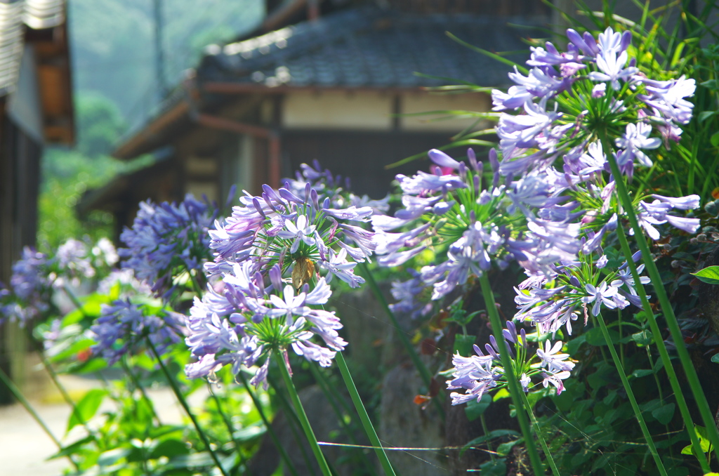 田舎道に咲く