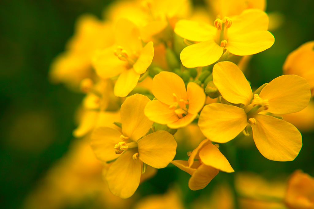 Rape blossoms