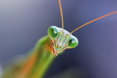 チョウセンカマキリ