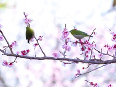 梅の花　鏡神社　2020