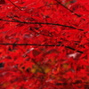 紅葉2014