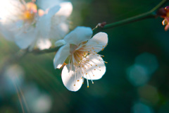 梅の花　2017年