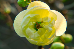 木瓜の花