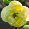 木瓜の花