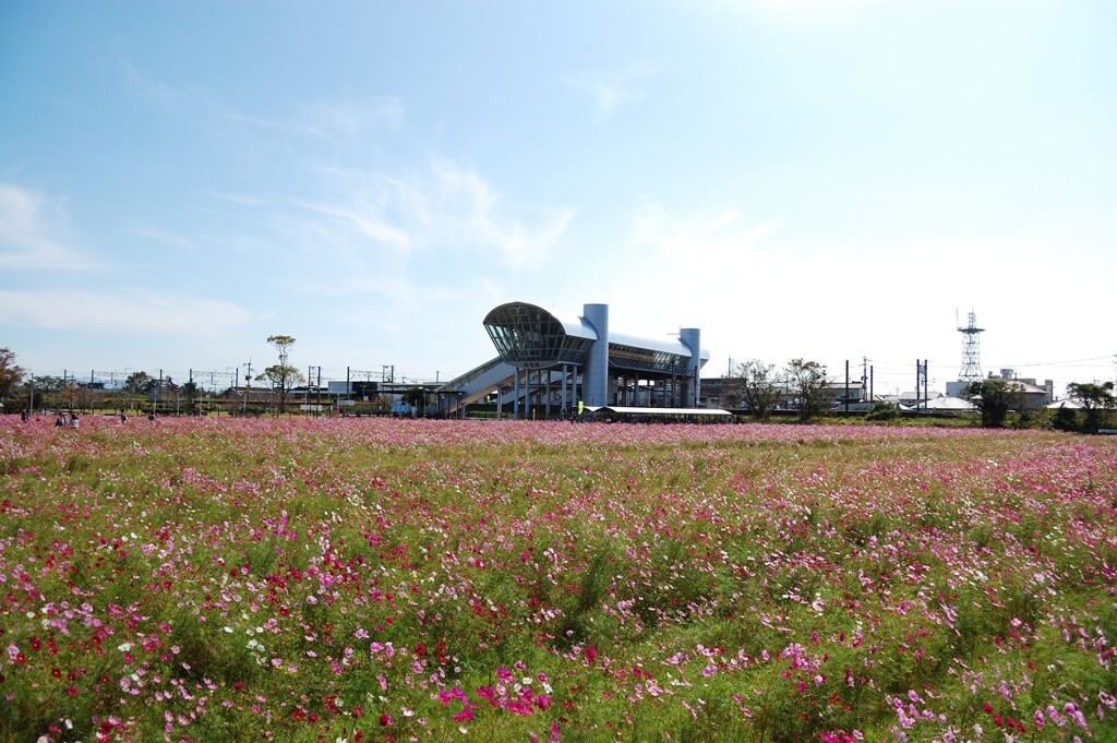 神崎駅北口のコスモス畑