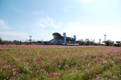 神崎駅北口のコスモス畑