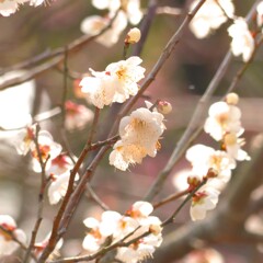 梅の花　鏡神社　2020