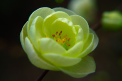 木瓜の花　金鵄殿（キンシデン）