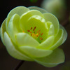 木瓜の花　金鵄殿（キンシデン）