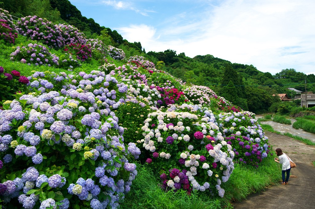 七山仁部　玉島川の紫陽花