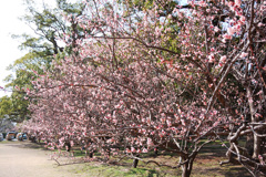 梅の花　鏡神社　2020