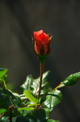 Rosebud