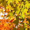 紅葉2014