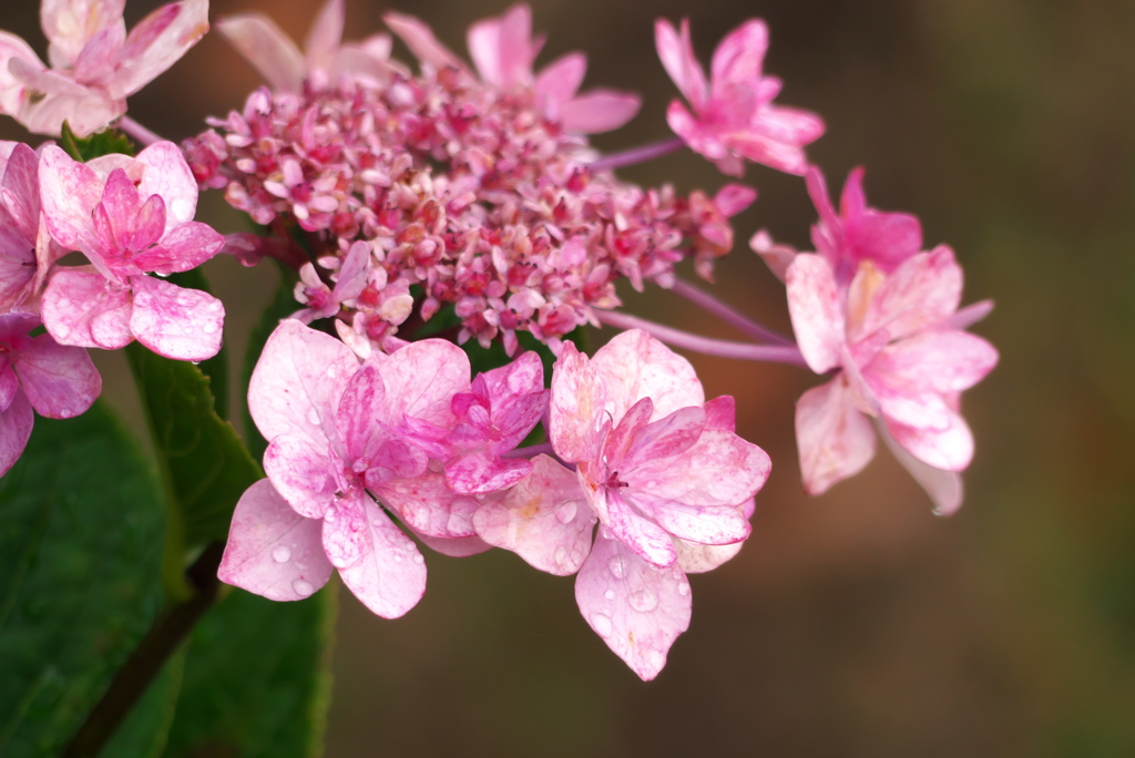 紫陽花（唐津市中瀬公園）