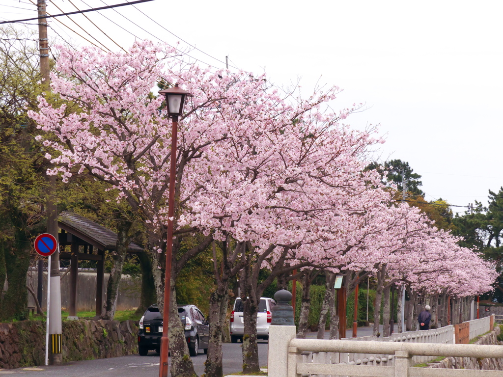 二の門の桜