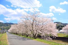半田川の桜並木