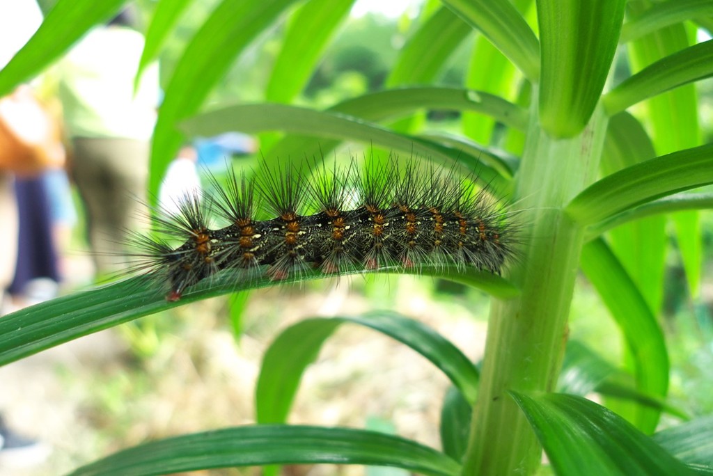【昆虫マクロに挑戦】毛虫
