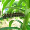 【昆虫マクロに挑戦】毛虫